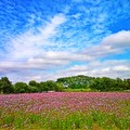 + 中壢市●芝芭里 Jrba Village 田野之四季⊙花季農作 攝影紀實 2011~14 專輯