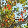 分享 : ⊙⊙ 偷閒到鳥松濕地公園拍30分鐘 ~ 可愛的橘胸翡翠 vs 低溫下轉紅的烏桕紅葉 1.26 - 12