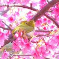 ⊙⊙【芝芭里山櫻王櫻落雪-油菜花-綠繡眼伉儷攝錄影。冬季花鳥紀實2015】02.01-6FWC - 桃園中壢區⊙中豐路段農作區寫真 - 75