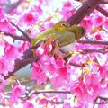 ⊙⊙【芝芭里山櫻王櫻落雪-油菜花-綠繡眼伉儷攝錄影。冬季花鳥紀實2015】02.01-6FWC - 桃園中壢區⊙中豐路段農作區寫真 - 77