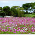 + 中壢市●芝芭里 Jrba Village 田野之四季⊙花季農作 攝影紀實 2011~14 專輯