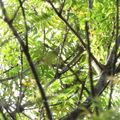 ⊙ [高雄鳥松濕地公園攝影。秋季爬蟲鳥類紀實2015] 12.25BA - 鳥松區●濕地公園⊙自然生態寫真 - 23