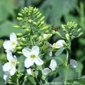 ⊙⊙【芝芭里山櫻王櫻落雪-油菜花-綠繡眼伉儷攝錄影。冬季花鳥紀實2015】02.01-6FWC - 桃園中壢區⊙中豐路段農作區寫真 - 3