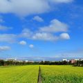 ⊙⊙【芝芭里山櫻王櫻落雪-油菜花-綠繡眼伉儷攝錄影。冬季花鳥紀實2015】02.01-6FWC - 桃園中壢區⊙中豐路段農作區寫真 - 4