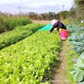 ⊙⊙【芝芭里山櫻王櫻落雪-油菜花-綠繡眼伉儷攝錄影。冬季花鳥紀實2015】02.01-6FWC - 桃園中壢區⊙中豐路段農作區寫真 - 6