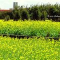 ⊙⊙【芝芭里山櫻王櫻落雪-油菜花-綠繡眼伉儷攝錄影。冬季花鳥紀實2015】02.01-6FWC - 桃園中壢區⊙中豐路段農作區寫真 - 9