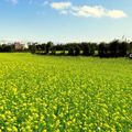 ⊙⊙【芝芭里山櫻王櫻落雪-油菜花-綠繡眼伉儷攝錄影。冬季花鳥紀實2015】02.01-6FWC - 桃園中壢區⊙中豐路段農作區寫真 - 10