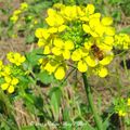 ⊙⊙【芝芭里山櫻王櫻落雪-油菜花-綠繡眼伉儷攝錄影。冬季花鳥紀實2015】02.01-6FWC - 桃園中壢區⊙中豐路段農作區寫真 - 11