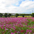 + 中壢市●芝芭里 Jrba Village 田野之四季⊙花季農作 攝影紀實 2011~14 專輯