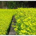 ⊙⊙【芝芭里山櫻王櫻落雪-油菜花-綠繡眼伉儷攝錄影。冬季花鳥紀實2015】02.01-6FWC - 桃園中壢區⊙中豐路段農作區寫真 - 13