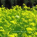 ⊙⊙【芝芭里山櫻王櫻落雪-油菜花-綠繡眼伉儷攝錄影。冬季花鳥紀實2015】02.01-6FWC - 桃園中壢區⊙中豐路段農作區寫真 - 14