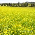 ⊙⊙【芝芭里山櫻王櫻落雪-油菜花-綠繡眼伉儷攝錄影。冬季花鳥紀實2015】02.01-6FWC - 桃園中壢區⊙中豐路段農作區寫真 - 16