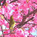 ⊙⊙【芝芭里山櫻王櫻落雪-油菜花-綠繡眼伉儷攝錄影。冬季花鳥紀實2015】02.01-6FWC - 桃園中壢區⊙中豐路段農作區寫真 - 85