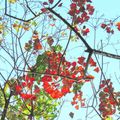 分享 : ⊙⊙ 偷閒到鳥松濕地公園拍30分鐘 ~ 可愛的橘胸翡翠 vs 低溫下轉紅的烏桕紅葉 1.26 - 34
