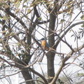 ◎ [鳥類生態攝影。冬季紀實] 2014.01.24 - 芝芭里水鳥季⊙新街溪水鳥保育區★橘胸翡翠+蒼鷺鷺鷥生態寫真 - 14