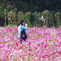 + 中壢市●芝芭里 Jrba Village 田野之四季⊙花季農作 攝影紀實 2011~14 專輯