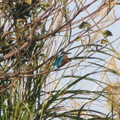 ◎ [鳥類生態攝影。冬季紀實] 2014.01.24 - 芝芭里水鳥季⊙新街溪水鳥保育區★橘胸翡翠+蒼鷺鷺鷥生態寫真 - 16