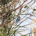 ◎ [鳥類生態攝影。冬季紀實] 2014.01.24 - 芝芭里水鳥季⊙新街溪水鳥保育區★橘胸翡翠+蒼鷺鷺鷥生態寫真 - 17