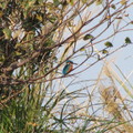 ◎ [鳥類生態攝影。冬季紀實] 2014.01.24 - 芝芭里水鳥季⊙新街溪水鳥保育區★橘胸翡翠+蒼鷺鷺鷥生態寫真 - 18