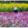 + 中壢市●芝芭里 Jrba Village 田野之四季⊙花季農作 攝影紀實 2011~14 專輯