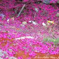 ⊙⊙【芝芭里山櫻王櫻落雪-油菜花-綠繡眼伉儷攝錄影。冬季花鳥紀實2015】02.01-6FWC - 桃園中壢區⊙中豐路段農作區寫真 - 22