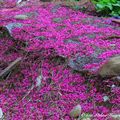 ⊙⊙【芝芭里山櫻王櫻落雪-油菜花-綠繡眼伉儷攝錄影。冬季花鳥紀實2015】02.01-6FWC - 桃園中壢區⊙中豐路段農作區寫真 - 28