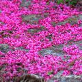 ⊙⊙【芝芭里山櫻王櫻落雪-油菜花-綠繡眼伉儷攝錄影。冬季花鳥紀實2015】02.01-6FWC - 桃園中壢區⊙中豐路段農作區寫真 - 29