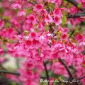 ⊙⊙【芝芭里山櫻王櫻落雪-油菜花-綠繡眼伉儷攝錄影。冬季花鳥紀實2015】02.01-6FWC - 桃園中壢區⊙中豐路段農作區寫真 - 37