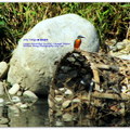 ◎ [鳥類生態攝影。冬季錄影紀實] 2014.01.24-25 - 芝芭里水鳥季⊙新街溪水鳥保育區★橘胸翡翠+蒼鷺鷺鷥生態寫真 - 20