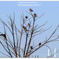 ◎ [鳥類生態攝影。冬季錄影紀實] 2014.01.24-25 - 芝芭里水鳥季⊙新街溪水鳥保育區★橘胸翡翠+蒼鷺鷺鷥生態寫真 - 22