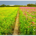 + 中壢市●芝芭里 Jrba Village 田野之四季⊙花季農作 攝影紀實 2011~14 專輯