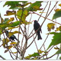 ◎ [鳥類生態攝影。冬季錄影紀實] 2014.01.24 - 芝芭里水鳥季⊙老街溪水鳥觀察區★小水鴨450P+蒼鷺鷺鷥生態寫真 - 1