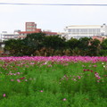 + 中壢市●芝芭里 Jrba Village 田野之四季⊙花季農作 攝影紀實 2011~14 專輯