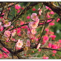 ⊙⊙【芝芭里晴雨夕陽中-宮粉梅-八重櫻攝影。冬季花季紀實2015】02.01-13FWC - 桃園中壢區⊙民權路段農作區生態寫真 - 1