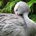 鳥園(台北動物園)