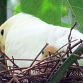 鳥園(台北動物園)