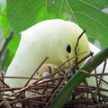 鳥園(台北動物園)