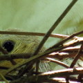 鳥園(台北動物園)