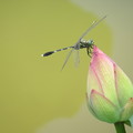 蓮花(觀音蓮花季)