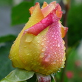rosebud1