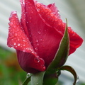 rosebud2