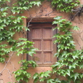 window and ivy
