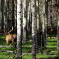 Canada Moose