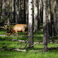 Canada Moose