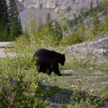 Canada Bear