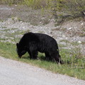 Canada Bear