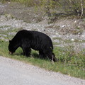 Canada Bear