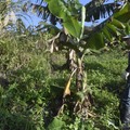 移植香蕉樹