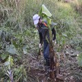 移植香蕉樹