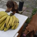 香蕉收成